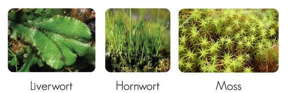 Mosses and Liverworts - Bryophytes Lack true roots, stems and leaves Require moisture