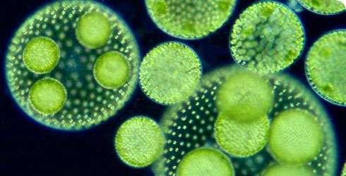 Algae -