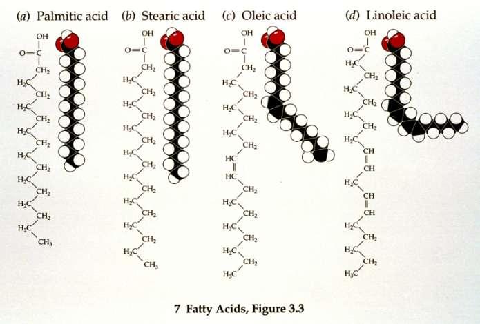 Fatty acids Long neutral carbon chains (C-C-C-C-C-C-C-C-C-C-C-C-C) with carboxyl group at one end.