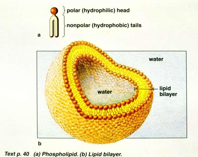 Phospholipids form a Bilayer or a Micelle (round ball)