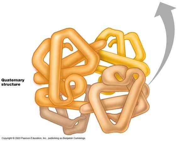 Quaternary - multiple 3D subunits organized into a bigger structure Proper protein function depends on correct 3D structure.