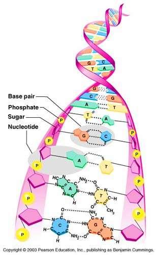 Double helix Paired strands are linked by bases Adenine ( A ) Cytosine ( C )