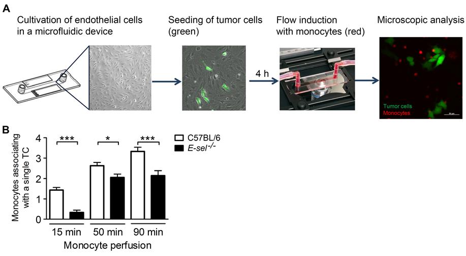 Figure S3. Analysis of E-selectin-dependent monocytes recruitment to tumor cellactivated endothelial cells in vitro.