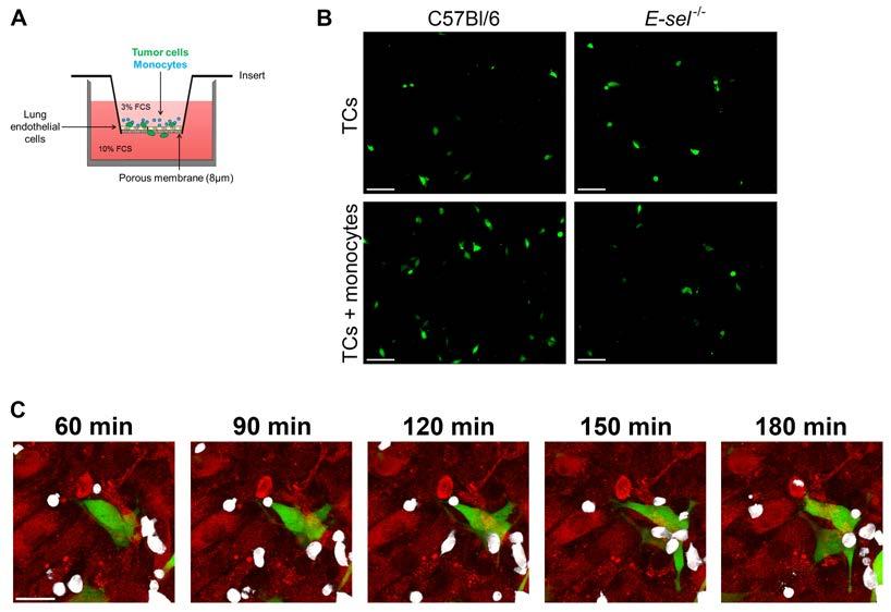 Figure S5. Monocyte-engagement of E-selectin promotes efficient trans-endothelial migration of tumor cells.