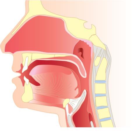 airway at palate and tongue-base Increased airway size