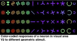 higher-level neurons