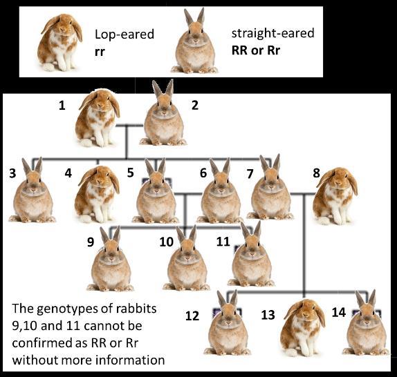 Using Pedigree charts to predict genotype When an individual has a recessive phenotype on a pedigree chart then the genotype must always be homozygous recessive (i.e. rr for the lop-eared rabbit 1) To find out the genotype of a dominant phenotype you can look at either the parents of the offspring.