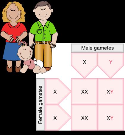 Sex determination A Punnett square can be used to demonstrate that in any fertilization there will be a 50% chance of either a boy or a girl.