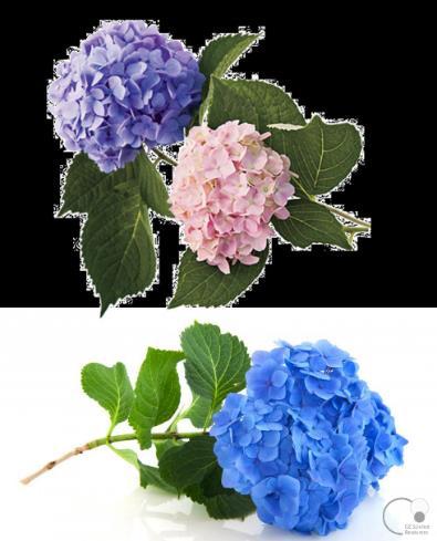 5 or lower), aluminium is more available to the roots, resulting in blue flowers.