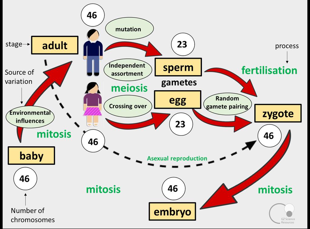 Variation Summary Causes of Variation Summary Gametes are sex cells (sperm and egg) which are formed in the testes and ovaries.