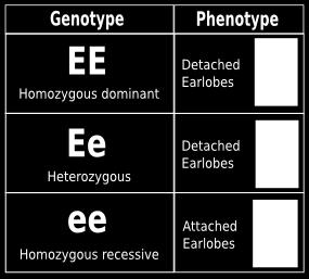 When there are two different alleles in a genotype, this is called heterozygous.
