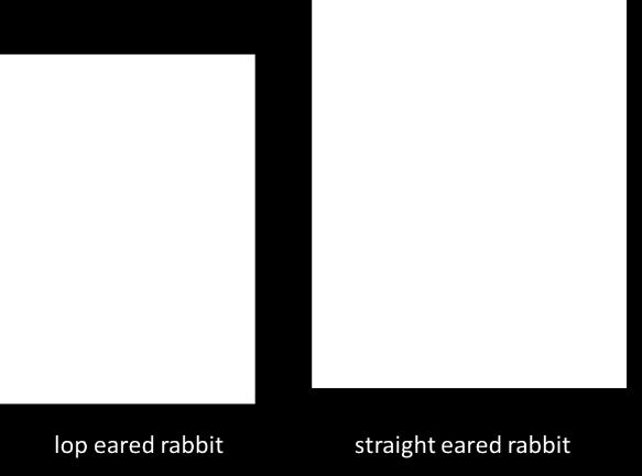 Lop eared rabbits an example Rabbit ears normally point straight up.