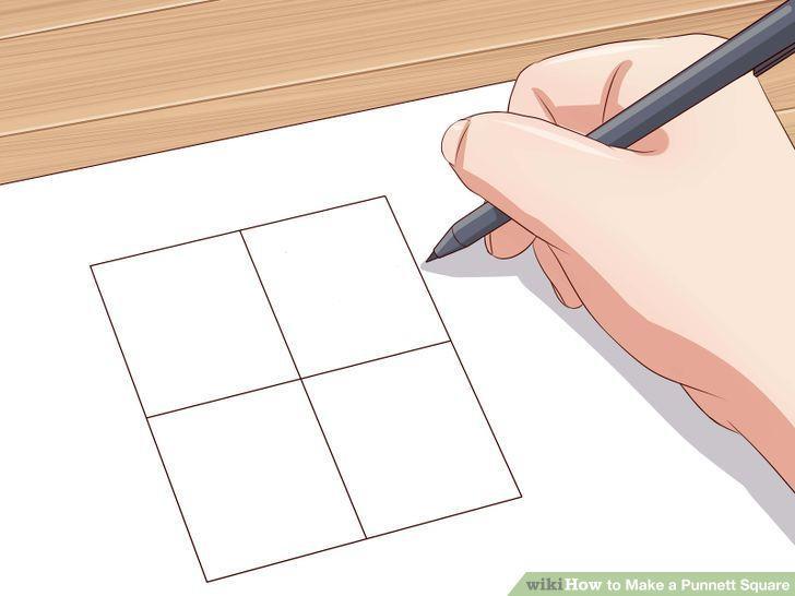 How to use a Punnett squares to predict offspring 1. Draw a grid with 4 squares.