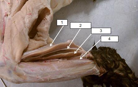 Gastrocnemius 1 2 MUSCLES OF THE LEG 1.