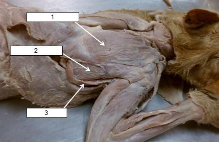 MUSCLES OF THE BACK Subscapularis 25. 1.