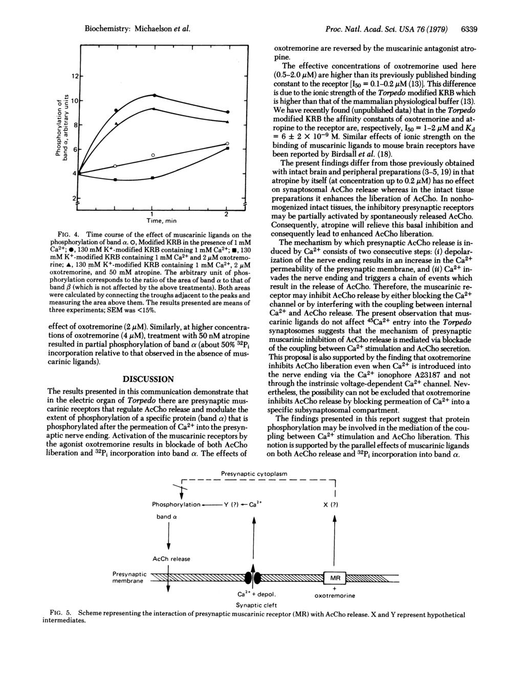 Biochemistry: Michaelson et al. Proc. Natl. Acad. Sci. USA 76 (1979) 6339.0 1 2 C :3 ~ ~ ~ ~ Time, mmn FIG. 4. Time course of the effect of muscarinic ligands on the phosphorylation of band a.