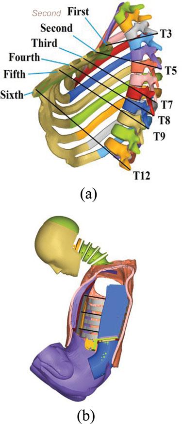 82 Wang et al. Higher lap belt routing has significant effects on occupant kinematics.