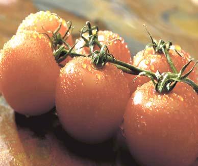 LifePak Phytonutrients LifePak provides a broad spectrum of: Carotenoids (lutein, lycopene, beta-carotene) Flavonoids (citrus