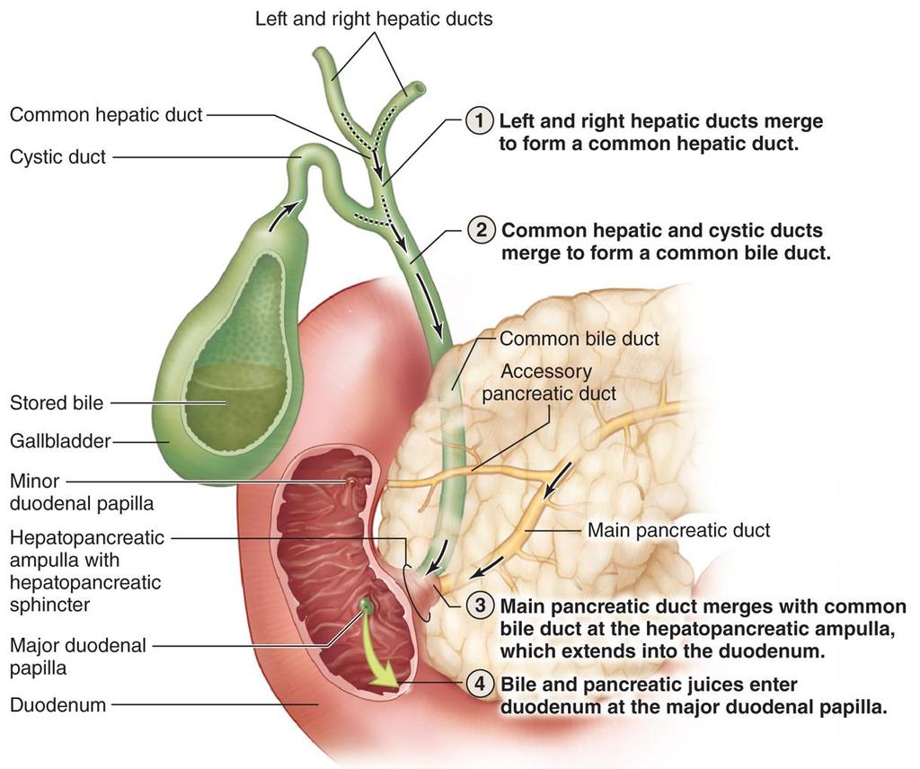 Biliary tract and gallbladder