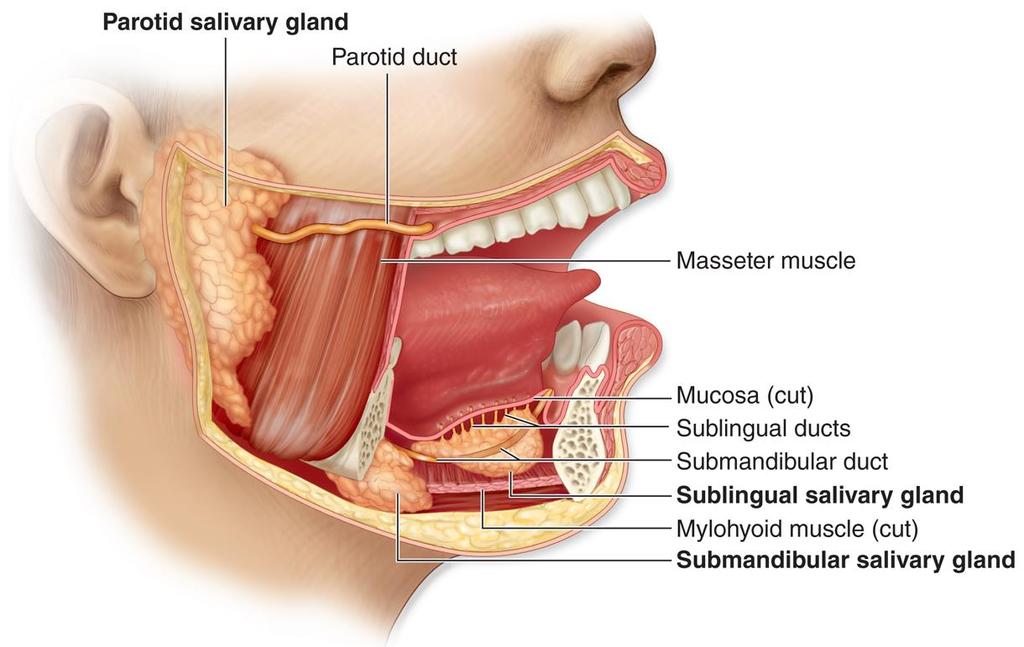 Major salivary glands