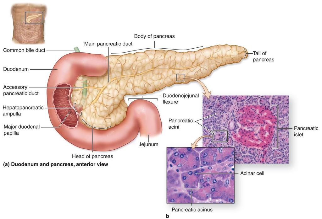 Pancreas and duodenum