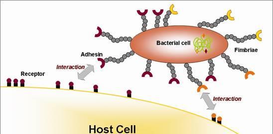 Adhesins: surface projections on pathogen, mostly made of glycoproteins or lipoproteins. Adhere to complemen-tary receptors on host cell.