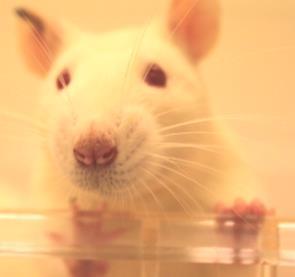 Experimental model Rats male