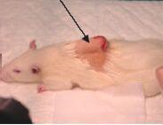 (2UI/200g/d) Diabetic rats ()