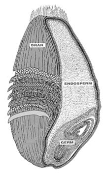 Endosperm -- approximately 80% starch and 20% protein. Source of flour and starch.