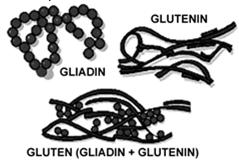 elasticity to doughs and batters Gluten formation Flour Glutenin Gliadin Water