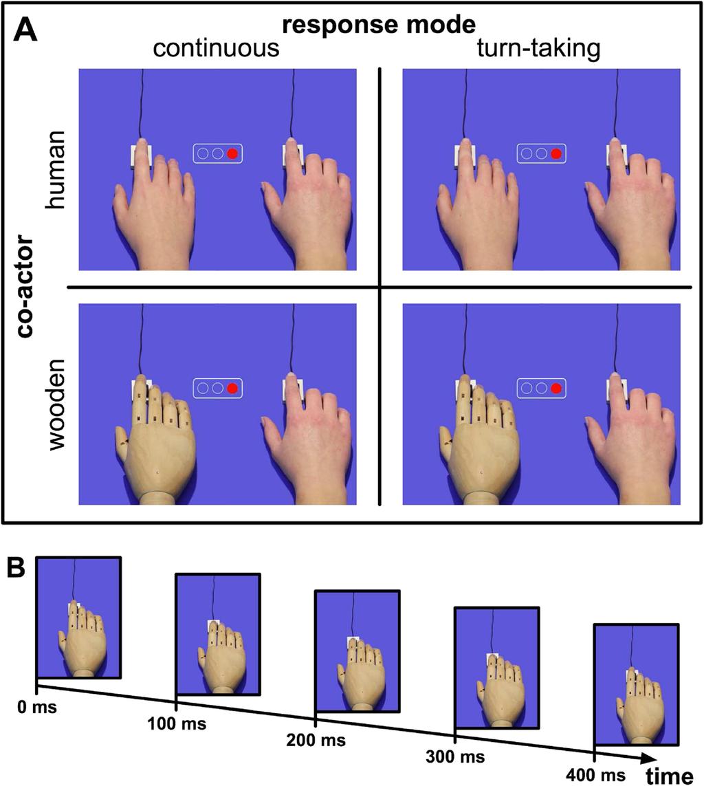 154 Atten Percept Psychophys (2016) 78:143 158 Fig. 7 Experimental design and stimuli used in Experiment 4 (a). Response sequence of the non-human co-actor (wooden hand) (b) mode, F(1, 31) = 5.