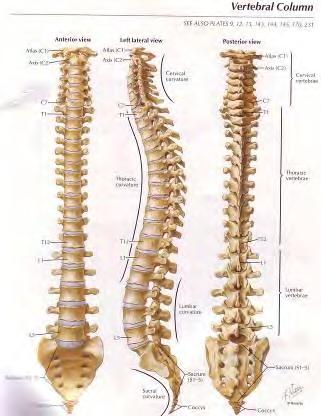 Definitions Normal Spine: Straight in the frontal plane Sagittal plane