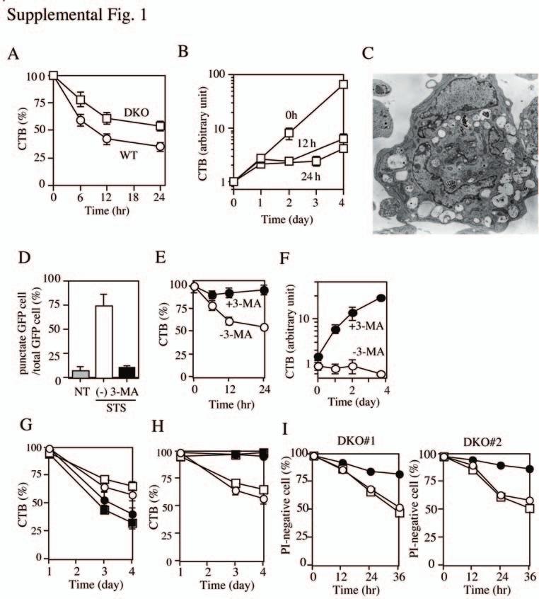 Figure S1 Induction of non-apoptotic death of SV40-transformed and primary DKO MEFs, and DKO thymocytes. (A-F) STS-induced non-apoptotic death of DKO MEF.