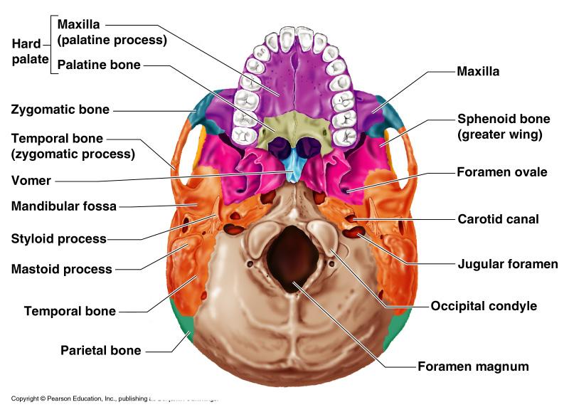 Human Skull, Inferior