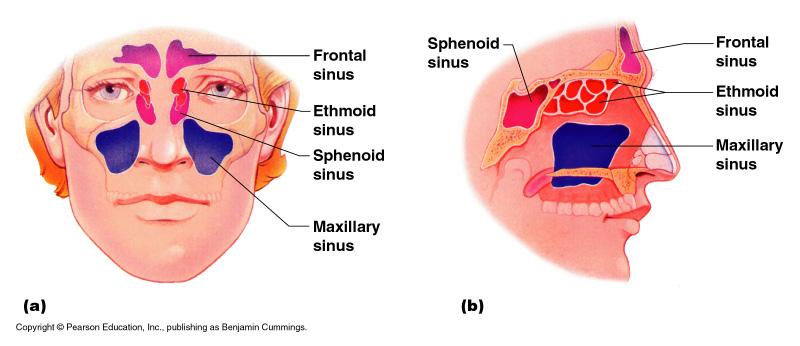 Paranasal Sinuses Functions of paranasal sinuses Lighten the