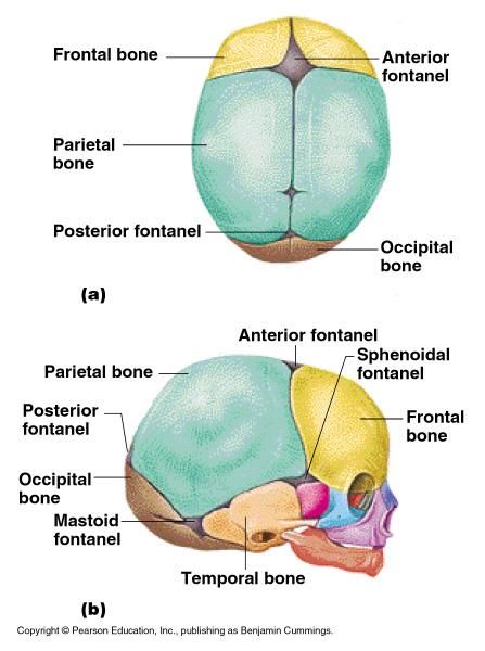 The Fetal Skull Fontanelles fibrous membranes connecting the cranial bones Allow