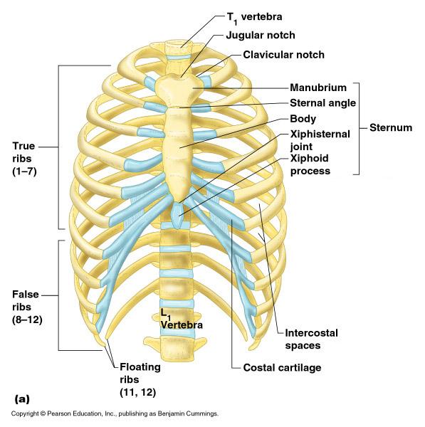 The Bony Thorax Made-up of three parts Sternum