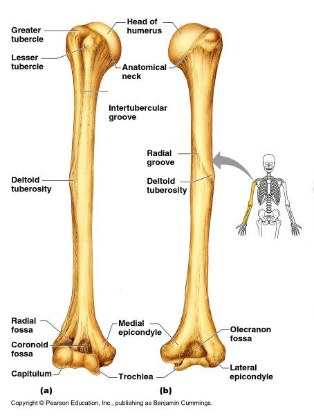 Bones of the Upper Limb The arm is formed by a