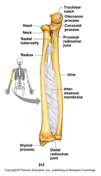 Bones of the Upper Limb The forearm has