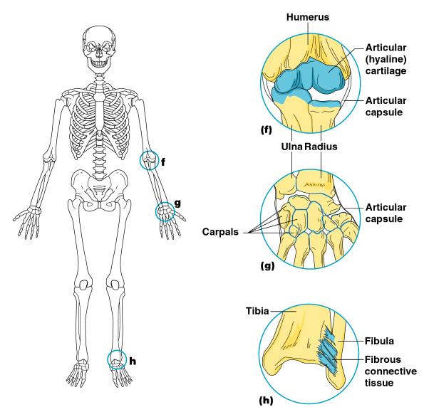 Synovial Joints Articulating bones are separated by a joint cavity