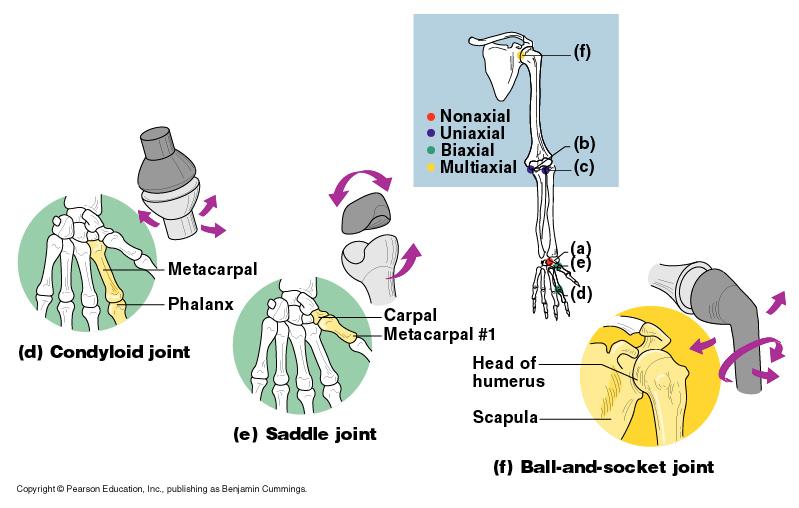 Types of Synovial Joints Based