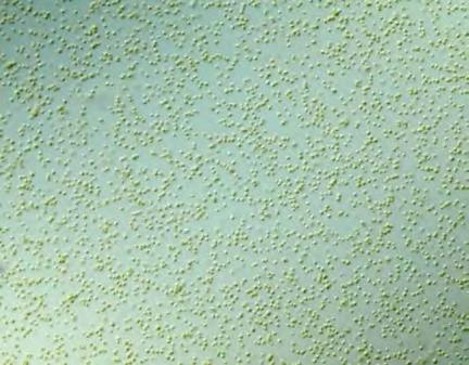 Benefits Ready and easy-to-use algae Freeze dried microalgae ( Nannochloropsis sp.