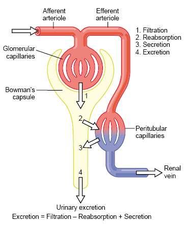 numerous cortical nephrons, which originate in the outer two thirds of the cortex. The juxtamedullary nephrons play an important role in the ability of the kidney to produce concentrated urine.
