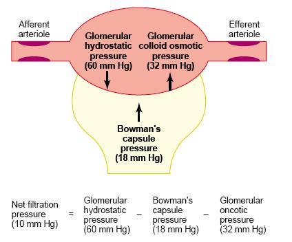 (2) The hydrostatic pressure in Bowman s capsule outside the capillaries, which opposes filtration.