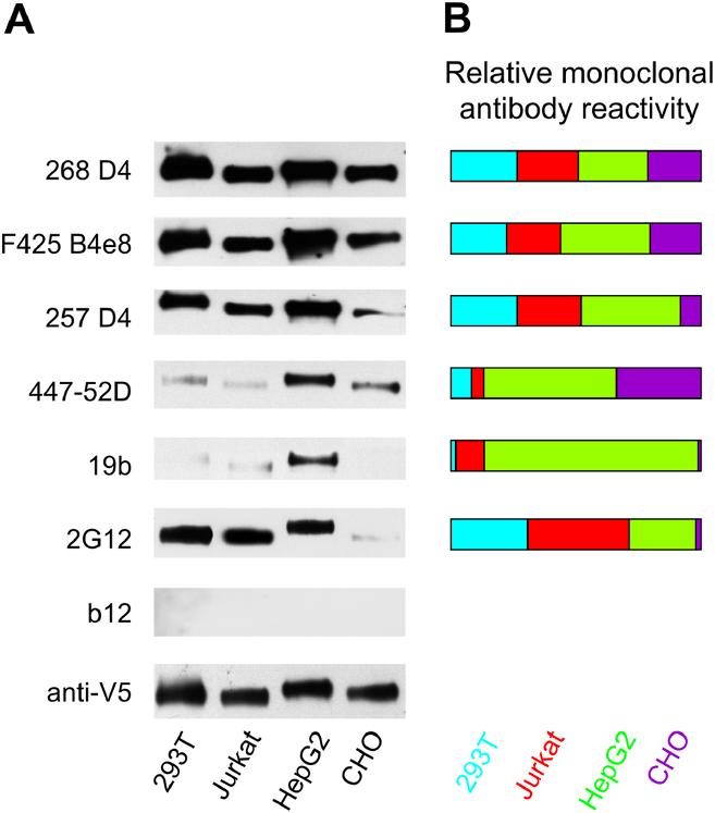 Raska et al. AIDS Research and Therapy 2014, 11:23 Page 4 of 16 Figure 1 Reactivities of Env-specific monoclonal antibodies with gp120 produced in different cell lines determined by Western blot.