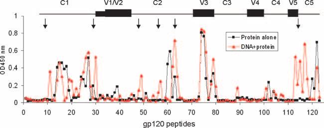 VOL. 82, 2008 DNA PRIME IMPROVES ANTIBODY QUALITY AGAINST HIV-1 Env 7373 FIG. 4. gp120 peptide-specific IgG responses as measured by ELISA.