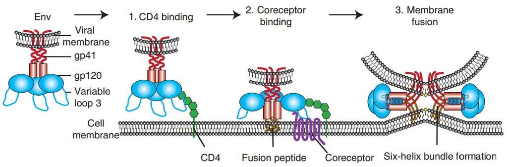 HIV-1 Infection of Host Cell Involves Primary Binding, Secondary Binding, and Membrane Fusion The gp120 amino acid sequence affects: a) Binding to CD4