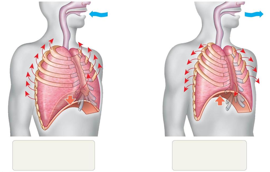 Figure 34.22 Rib cage expands as rib muscles contract. Air inhaled. Rib cage gets smaller as rib muscles relax.