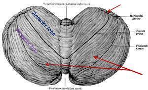 Flocculo-nodular lobe: Consists of the