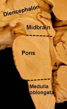 THE BRAIN STEM Dr Maha ELbeltagy It includes: Midbrain - Pons - Medulla oblongata Anterior view Anterior view 1. Optic chiasma 2. Optic nerve 3.